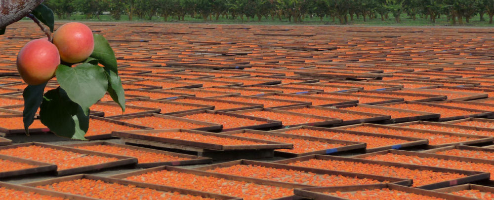 Learn about the history of ApricotKing!